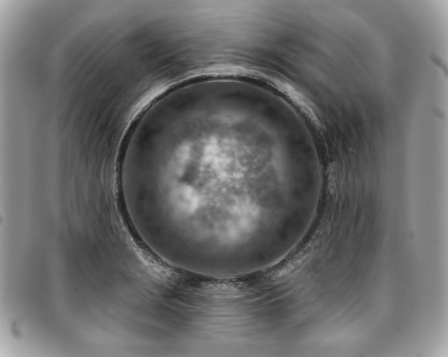 X0000096951229200802081222