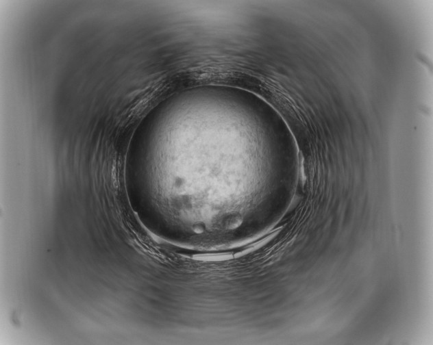 X0000096951250200802081222