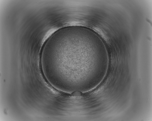 X0000096951277200802081221