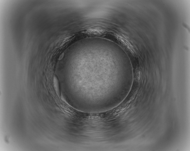X0000096951297200802081220