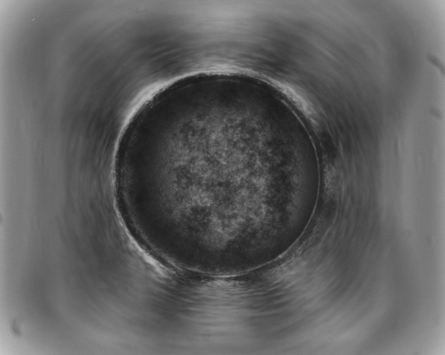 X0000096951327200802081220