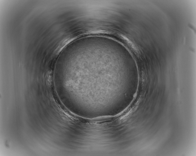 X0000096951361200802081219