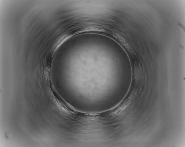 X0000096951369200802081219