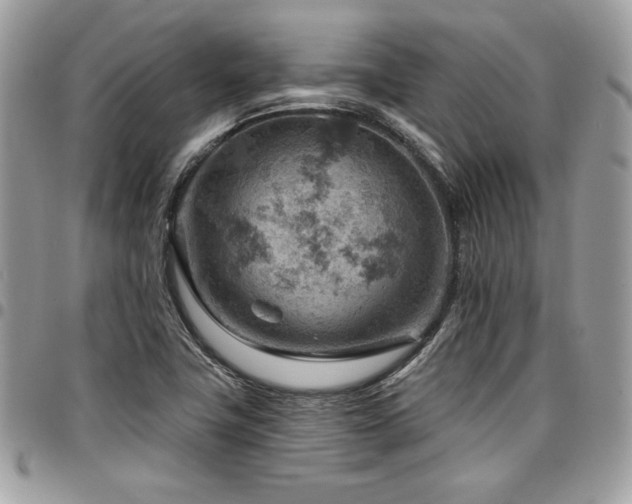 X0000096951411200802081219