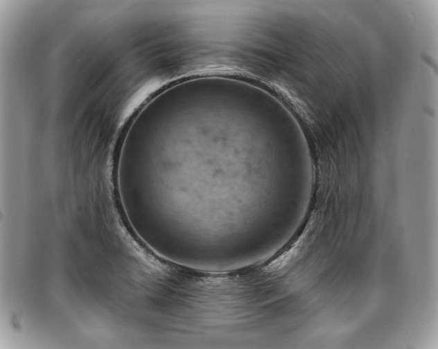 X0000096951422200802081219
