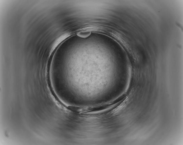 X0000096951426200802081219