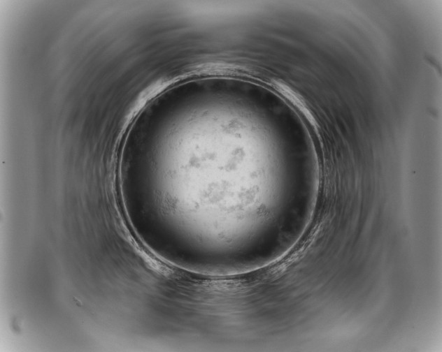 X0000096951437200802081219