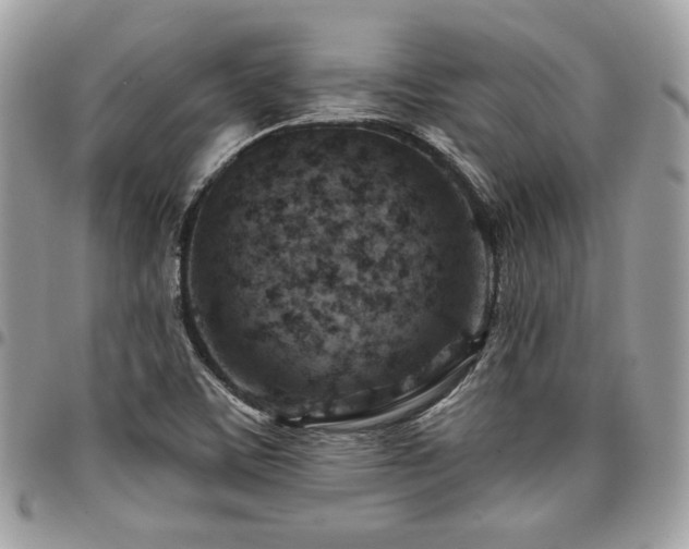 X0000096951459200802081218
