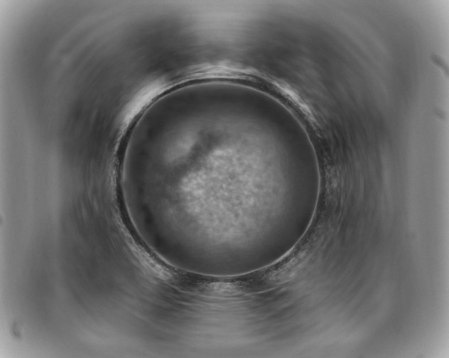 X0000096951463200802081218