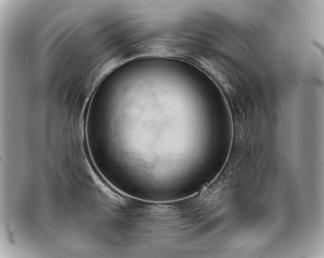 X0000096951479200802081218