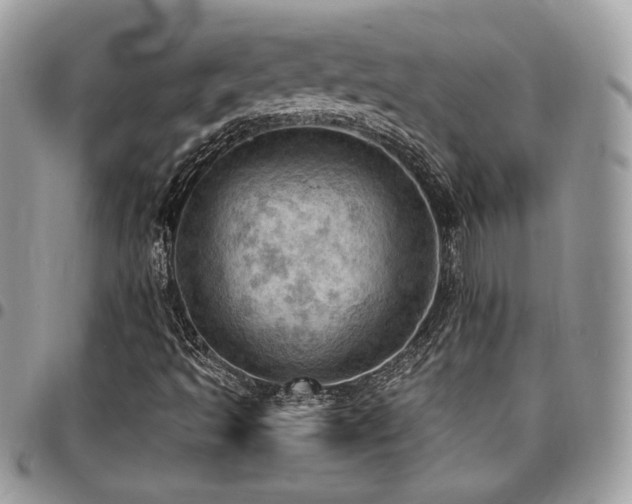 X0000096951493200802081217