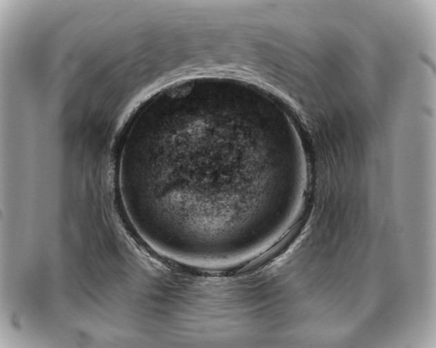 X0000096951506200802081217