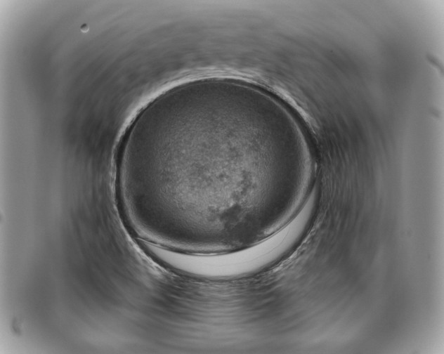 X0000096951508200802081217