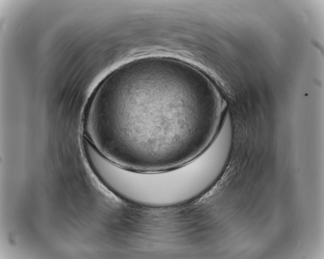X0000096951518200802081217