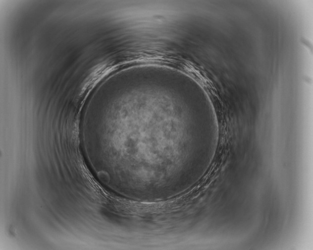 X0000096950002200802151248
