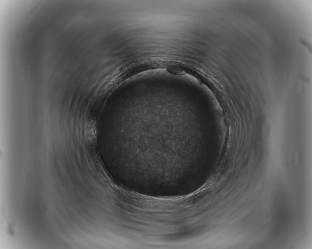 X0000096950048200802151247