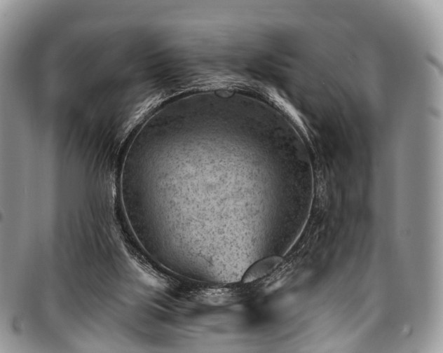 X0000096950059200802151247