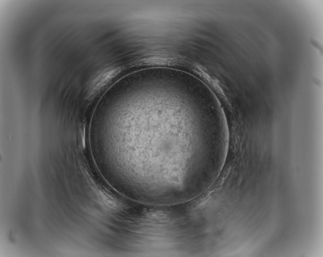 X0000096950062200802151247