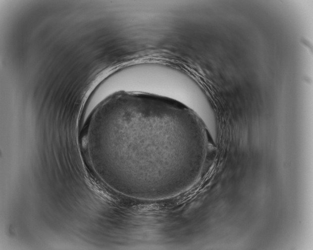 X0000096950100200802151246