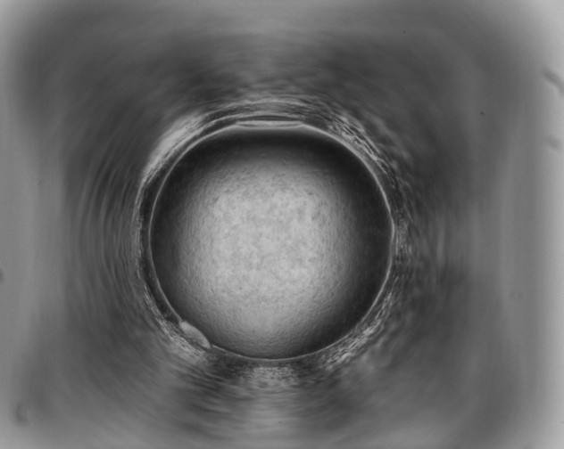 X0000096950101200802151246