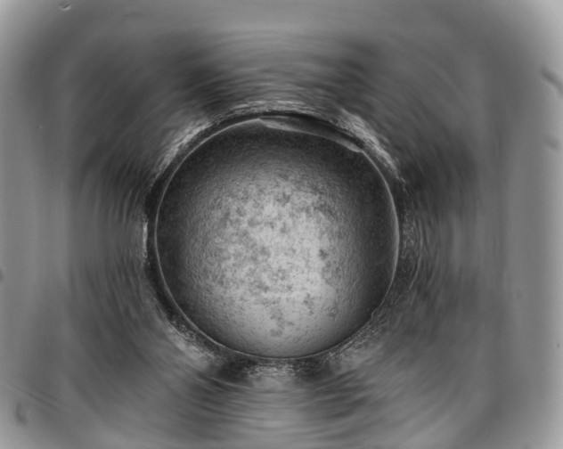 X0000096950110200802151246
