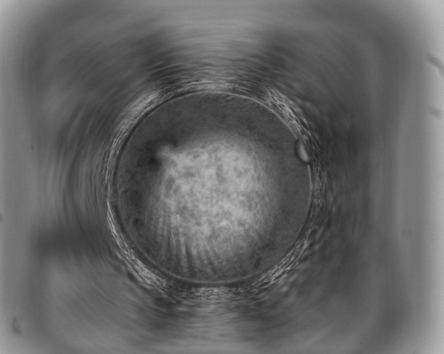 X0000096950145200802151245