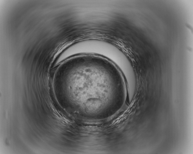 X0000096950146200802151245