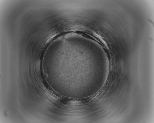 X0000096950154200802151245