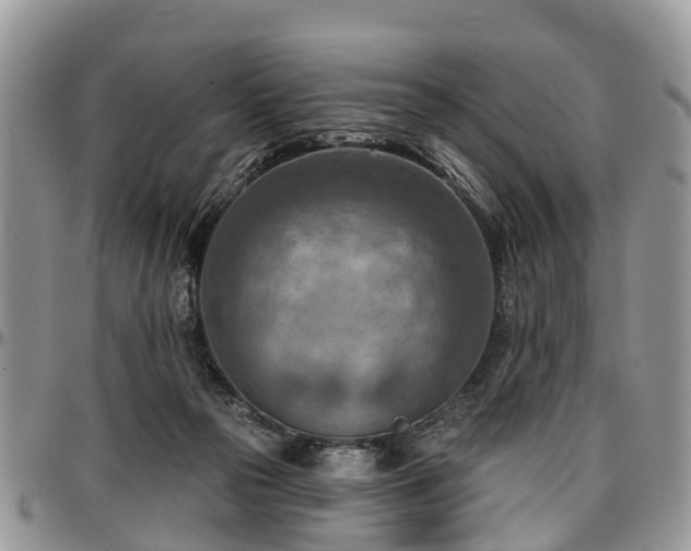 X0000096950169200802151246