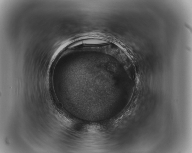 X0000096950200200802151245
