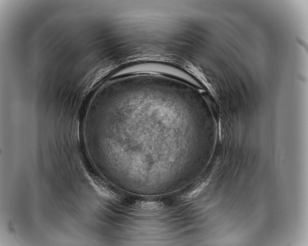 X0000096950205200802151245