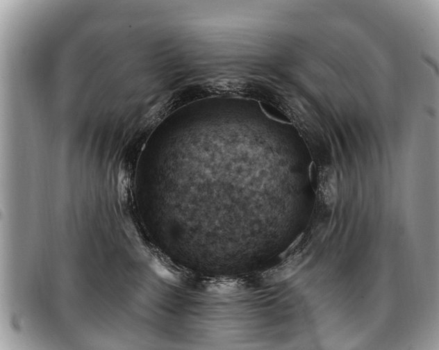 X0000096950235200802151245