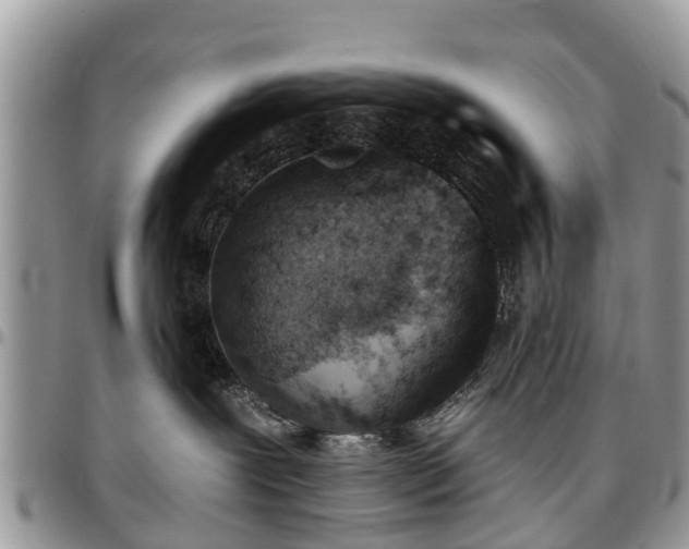 X0000096950239200802151245
