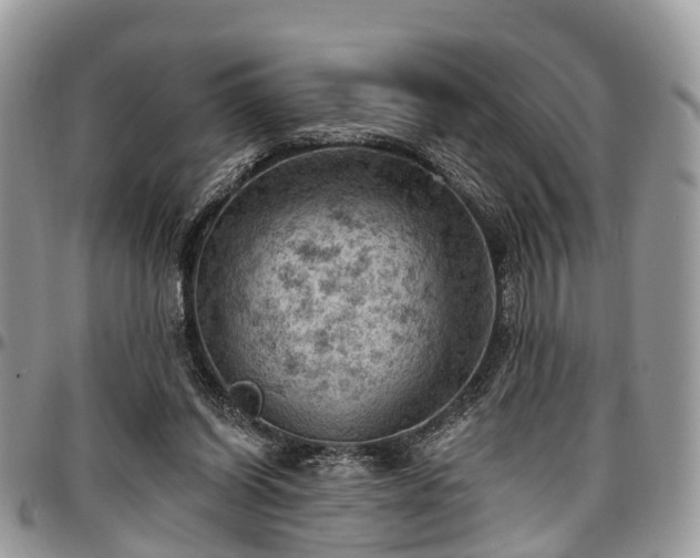 X0000096950254200802151244