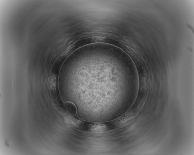 X0000096950274200802151244