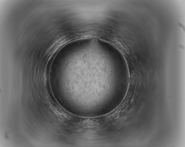 X0000096950290200802151244