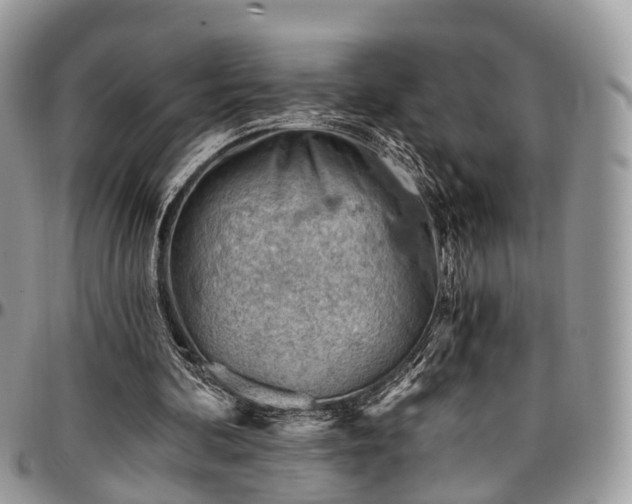 X0000096950292200802151244