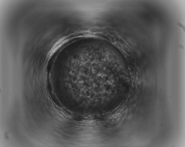 X0000096950295200802151244