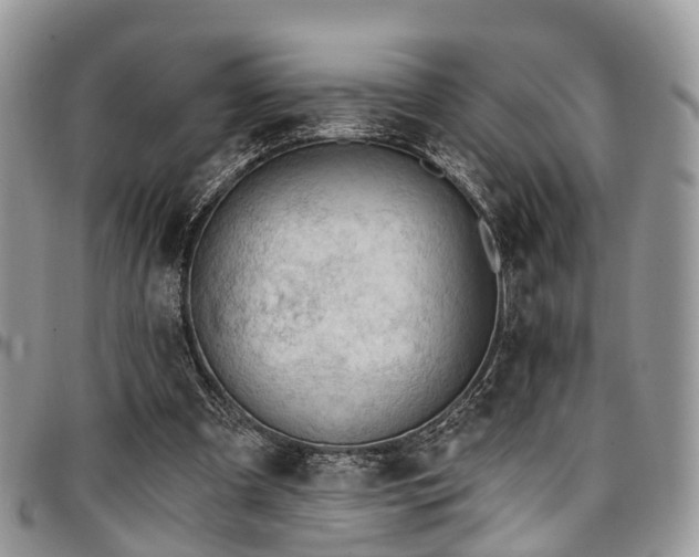 X0000096950297200802151244