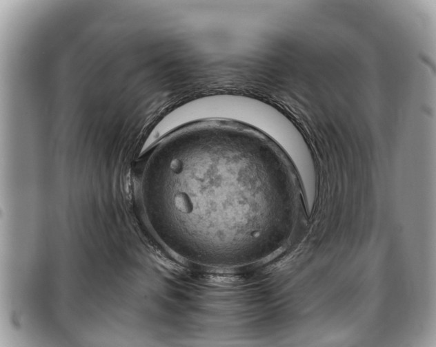 X0000096950336200802151243