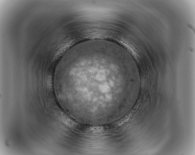 X0000096950353200802151243