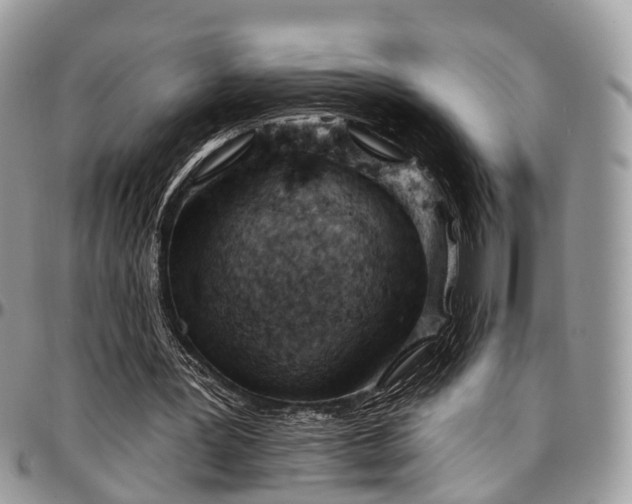 X0000096950387200802151242