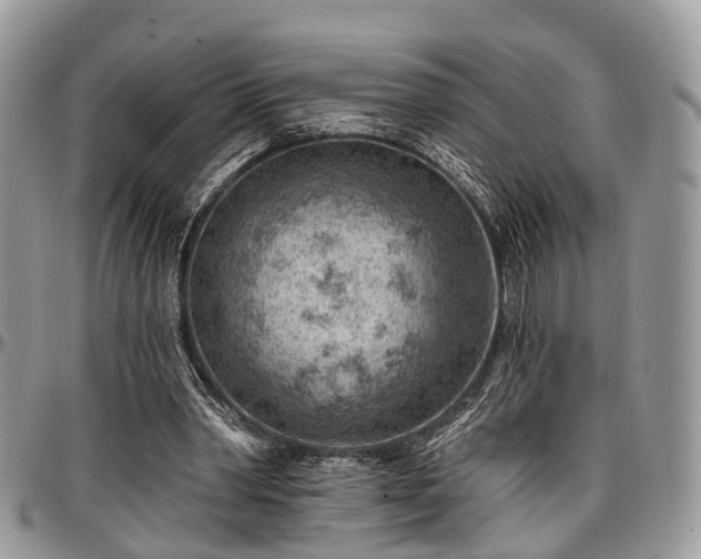 X0000096950390200802151242