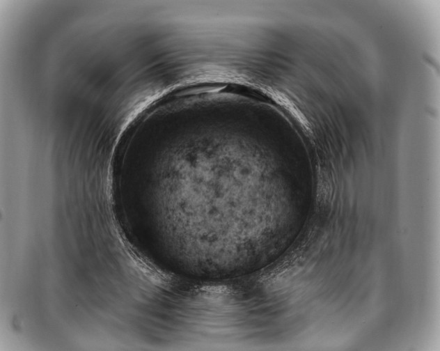 X0000096950391200802151242