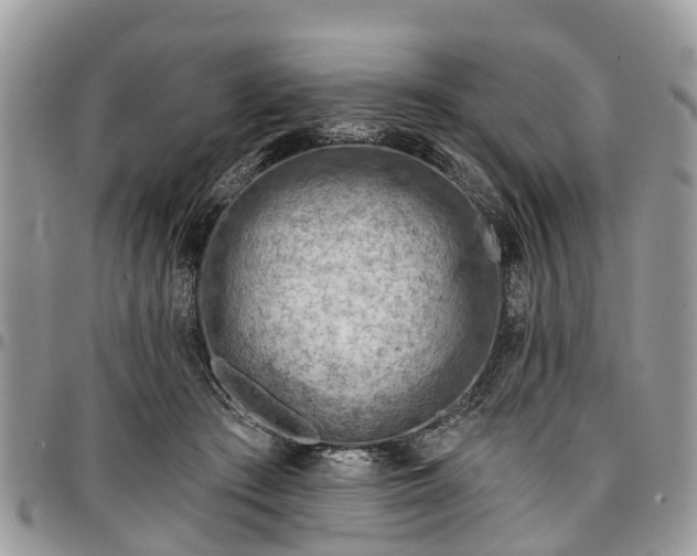 X0000096950409200802151242