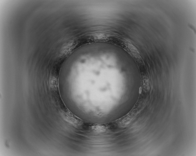 X0000096950419200802151242