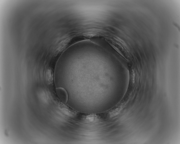 X0000096950420200802151242
