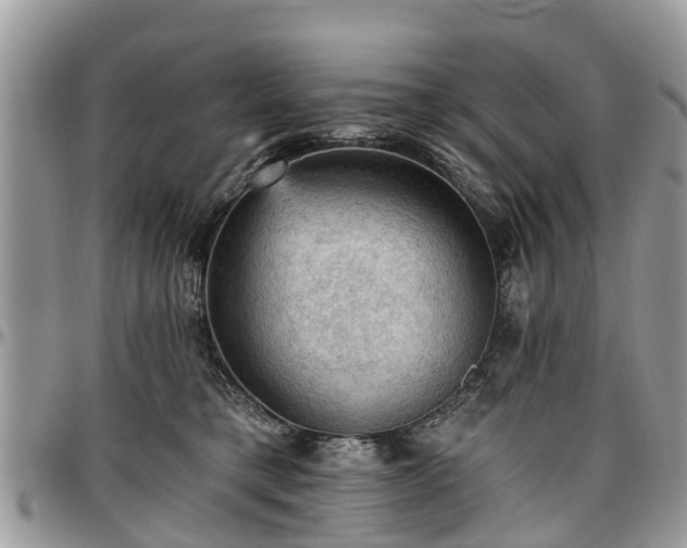 X0000096950421200802151242
