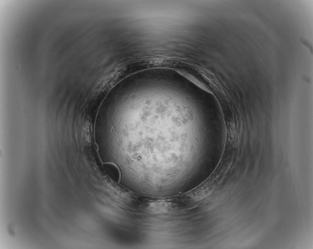 X0000096950470200802151241
