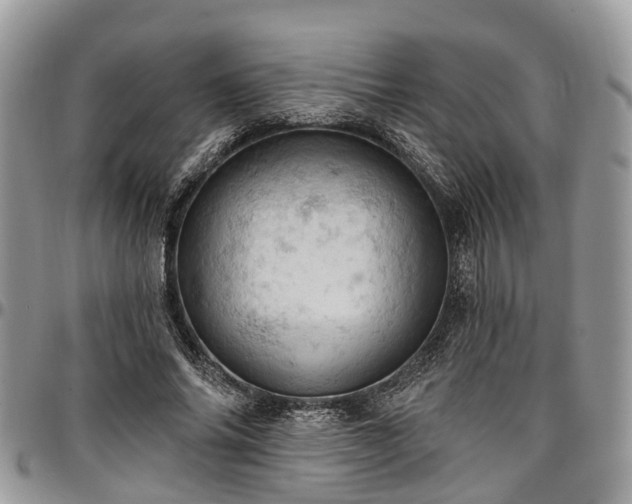 X0000096950686200802151238